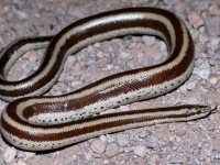 819A1129Rosy_Boa_Mexican