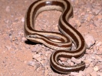 819A1133Rosy_Boa_Mexican