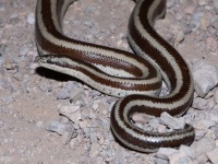 819A1134Rosy_Boa_Mexican