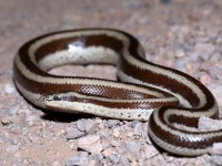 819A1136Rosy_Boa_Mexican