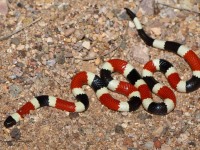 819A2332Coral_Snake