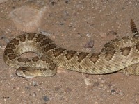 819A2338Mojave_Rattlesnake