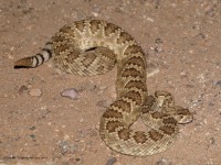 819A2341Mojave_Rattlesnake