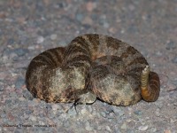 819A2347Tiger_Rattlesnake