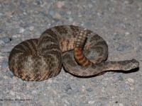 819A2351Tiger_Rattlesnake