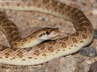 819A2377Glossy_Snake_Zoom