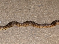 819A2382Gopher_Snake