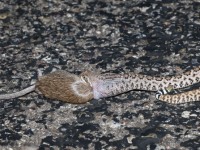 819A2387Diamondback_Eating_Packrat