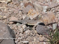 819A3280Elegant_Earless_Lizard