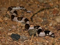 819A4831Saddled-leaf-nosed_Snake