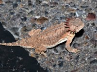 819A4835Royal_Horned_Lizard