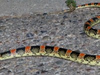 819A4840Longnose_Snake