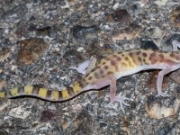 819A4857Western_Babded_Gecko