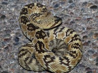 819A4866Black-tailed_Rattlesnake