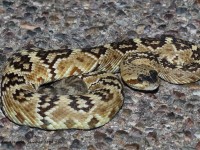 819A4868Black-tailed_Rattlesnake