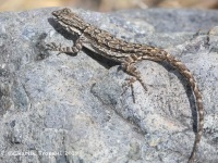 819A6393Ornate_Tree_Lizard