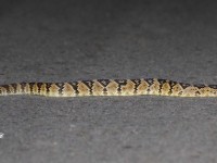 819A8805Black-tailed_Rattlesnake