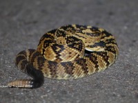 819A8812Black-tailed_Rattlesnake