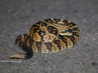 819A8813Black-tailed_Rattlesnake