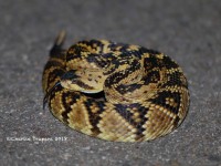 819A8816Black-tailed_Rattlesnake