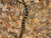 819A8821Black-tailed_Rattlesnake