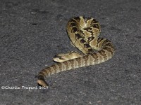 819A8861Black-tailed_Rattlesnake