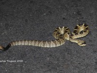 819A8862Black-tailed_Rattlesnake