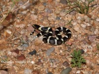 819A8871Long-nosed_Snake