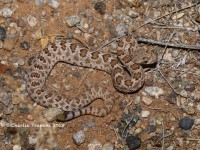 819A8888Mohave_Rattlesnake