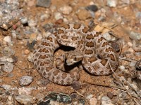 819A8895Mohave_Rattlesnake