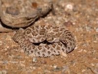 819A8907Mohave_Rattlesnake