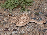 819A8946Sidewinder_Rattlesnake