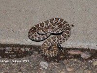 819A8993Diamondback_Rattlesnake