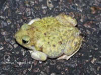 819A9002Spadefoot