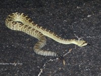 819A9014Black-tailed_Rattlesnake