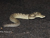 819A9017Black-tailed_Rattlesnake