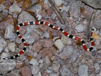 819A9021Coralsnake