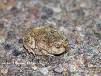 819A9108Mexican_Spadefoot