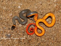 819A9139Ring-necked_Snake