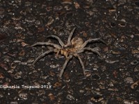 819A9195Wolf_Spider