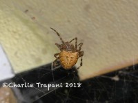 819A9210Madera_Canyon_Spider