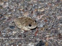 819A9232Canyon_Treefrog