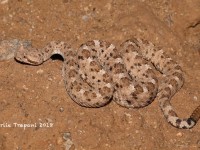 819A9298Sidewinder_Rattlesnake