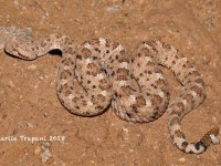 819A9303Sidewinder_Rattlesnake