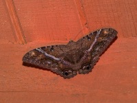 819A9325Black_Witch_Moth