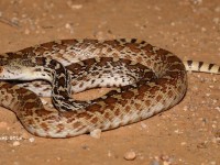 819A9338Gopher_Snake