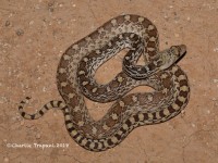 819A9351Gopher_Snake