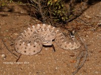 819A9361Sidewinder_RattlesnakePS