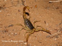 819A9369Giant_Hairy_Scorpion