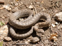 819A9372Twin-spotted_Rattlesnake